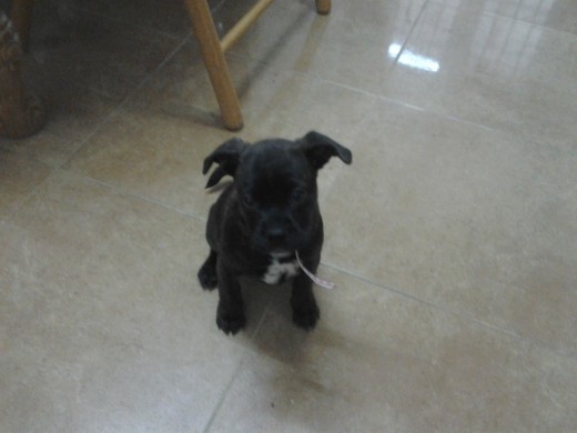 es mi cachorrita Blacky se la regalaron a mi peque por  su cumple